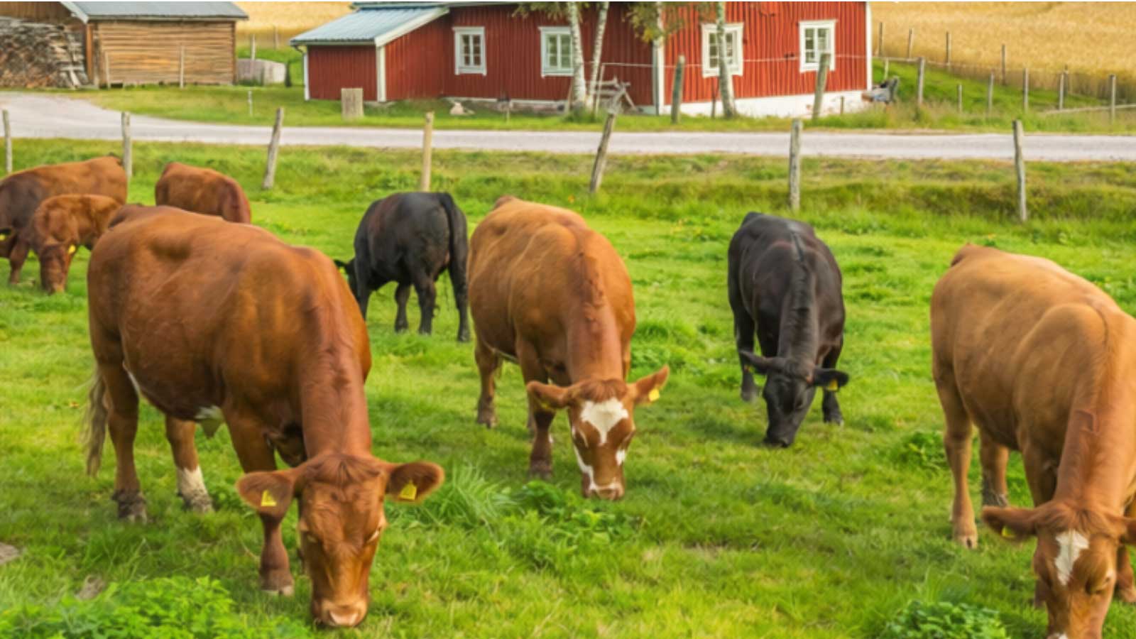 Fosforseparering från biogödsel