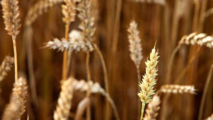 Symbiosen lantbruk och bioekonomi