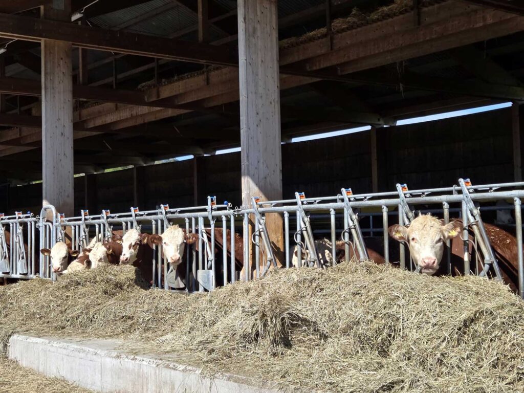 Regelsafari arrangerat av SustAinimal