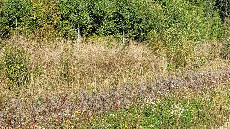 Fältkurs om mångfaldsbryn