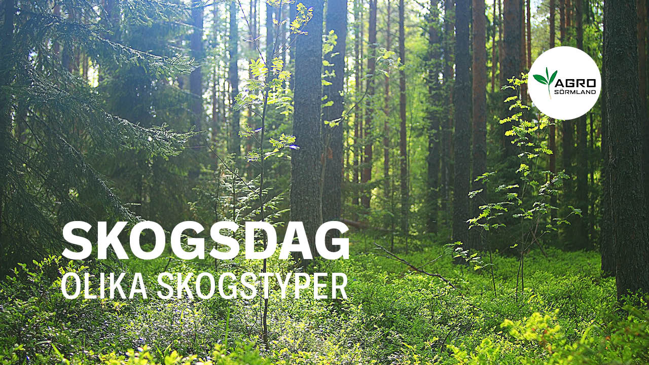 Skogsdag olika skogstyper