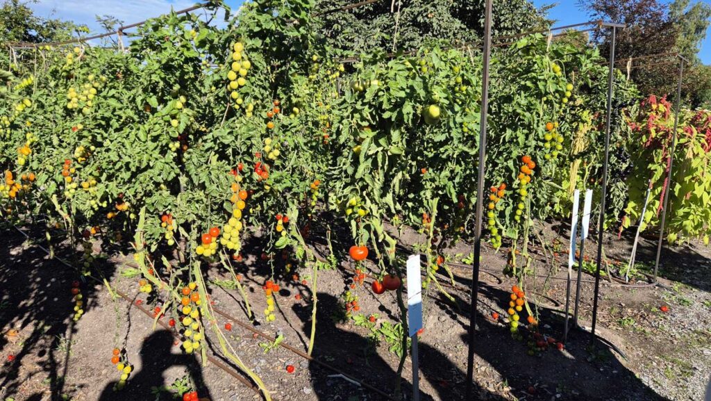 Samverkansmöte mellan Axfoundation och AgroÖst med noder!