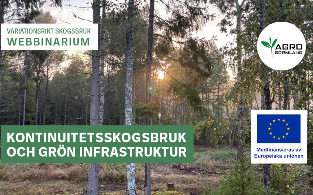 Kontinuitetsskogsbruk