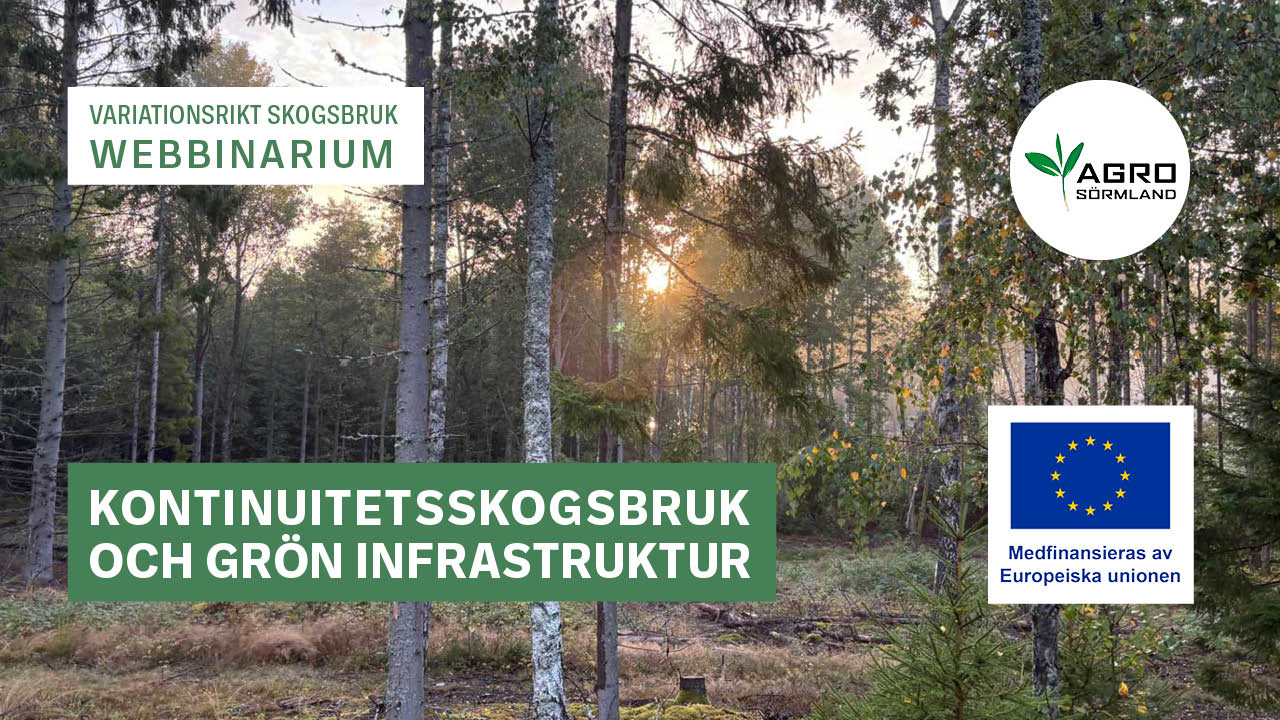 Kontinuitetsskogsbruk